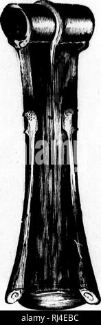 . Des Pferdes Freund [microform]: Die einzige praktikable Methode der Erziehung der Pferde und die Beseitigung der lasterhaften Gewohnheiten, durch eine Vielzahl von wertvollen Rezepte gefolgt, Anweisungen in farriery, Pferd - Shoking, die neuesten Regeln der Trab, und die Aufzeichnung von schnellen Pferden bis zu 1876. Pratt, O.S., b. 1835; Pratt, O.S., né 1835; Pferd; Pferde; Chevaux; Chevaux. Navicula.- Erweiterung der Metacarpal Bone.. Bitte beachten Sie, dass diese Bilder aus gescannten Seite Bilder, die digital für die Lesbarkeit verbessert haben mögen - Färbung und Aussehen dieser Abbildungen können nicht Perfekt res extrahiert werden Stockfoto