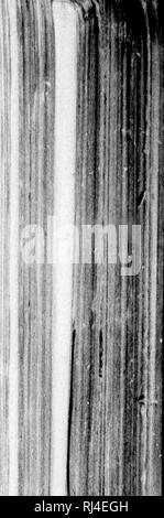 . Der Emigrant und Sportler in Kanada [microform]: einige Erfahrungen eines alten Landes Siedler: mit Skizzen der kanadischen Leben, Sportliche Erlebnisse und Beobachtungen auf die Wälder und Fauna. Jagd; Angeln; Chasse, Pêche sportive. m (die ELCHJAGD. 153 Die Kühe liavo goiierally soinctimos eins, zwei Kälber, in der montli von i [ay, und Llie Kälber mit ihren Müttern bleiben für ein Jahr und wechseln Sie dann auf Ihren eigenen ac^ connt. Die Haare der Elche ist auf zwei verschiedene Arten - eine lange, grob, und spröde; die andere oder inneren Mantel, ist eine weiche, wollige Natur und wird durch die squaws in hergestellt Stockfoto