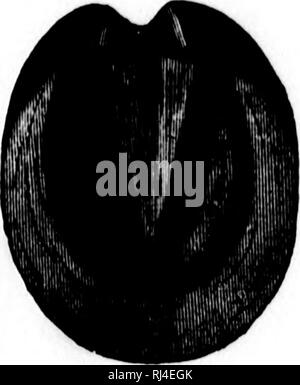 . Des Pferdes Freund [microform]: Die einzige praktikable Methode der Erziehung der Pferde und die Beseitigung der lasterhaften Gewohnheiten, durch eine Vielzahl von wertvollen Rezepte gefolgt, Anweisungen in farriery, Pferd - Shoking, die neuesten Regeln der Trab, und die Aufzeichnung von schnellen Pferden bis zu 1876. Pratt, O.S., b. 1835; Pratt, O.S., né 1835; Pferd; Pferde; Chevaux; Chevaux. Unter Vertrag genommen. NA'LUKAL. Nr. 13.. Bitte beachten Sie, dass diese Bilder aus gescannten Seite Bilder, die digital für die Lesbarkeit verbessert haben mögen - Färbung und Aussehen dieser Abbildungen können nicht Perfekt ähneln den oder extrahiert werden Stockfoto