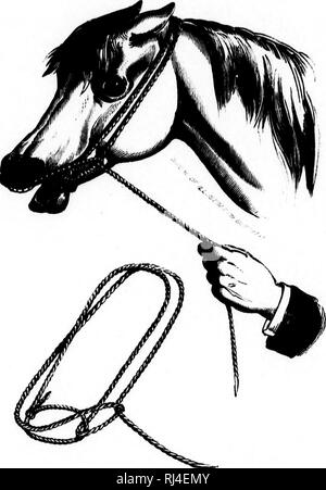 . Des Pferdes Freund [microform]: Die einzige praktikable Methode der Erziehung der Pferde und die Beseitigung der lasterhaften Gewohnheiten, durch eine Vielzahl von wertvollen Rezepte gefolgt, Anweisungen in farriery, Pferd - Shoking, die neuesten Regeln der Trab, und die Aufzeichnung von schnellen Pferden bis zu 1876. Pratt, O.S., b. 1835; Pratt, O.S., né 1835; Pferd; Pferde; Chevaux; Chevaux. Doppel KRAFTHEBER BOiSAPARTE Zaum.. Bitte beachten Sie, dass diese Bilder aus gescannten Seite Bilder, die digital für die Lesbarkeit verbessert haben mögen - Färbung und Aussehen dieser Abbildungen können nicht Perfekt ähneln den extrahiert werden Stockfoto