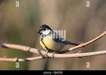 Kohlmeise, Parus major Stockfoto