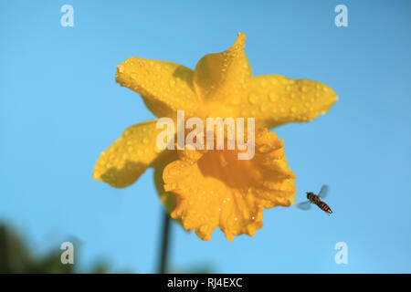 Mit Schwebfliege, osterglocke Narcissus pseudonarcissus Stockfoto