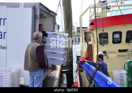 Deutschland, Schleswig-Holstein, Nordfriesland, Pellworm, Hafen, Krabbenkutter, Fang verladen, Stockfoto