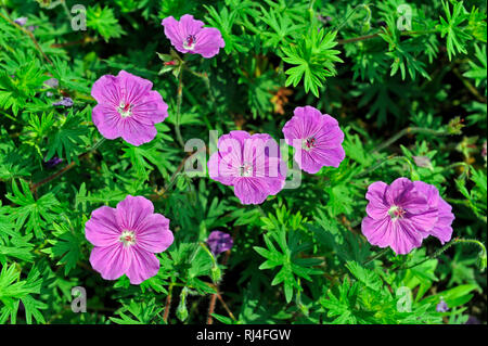 Bl? hendes Blut-Storchschnabel Geranium, auch, als noch im Blumengarten hsommerlichen fr? Stockfoto