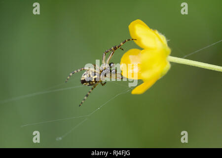 Eichblatt-Kreuzspinne, Aculepeira ceropegia, Bl?te, Netz, Nahaufnahme Stockfoto