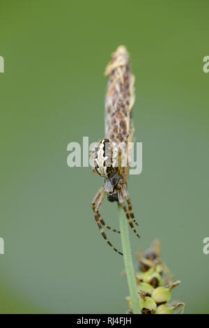 Eichblatt-Kreuzspinne, Aculepeira ceropegia, Grashalm, Netz, Nahaufnahme Stockfoto