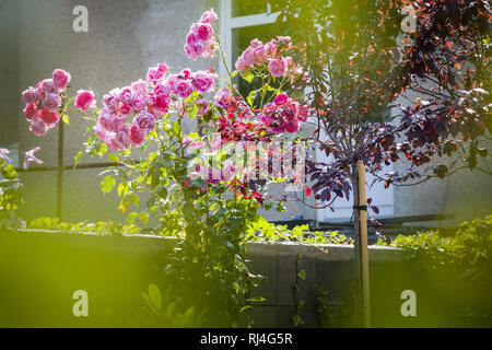 Strauch aus Rosen, Arten centifolia, klettert über den Zaun Stockfoto