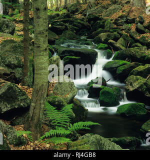 Kleine Ohe, Nationalpark Bayerischer Wald, Wildbach Stockfoto