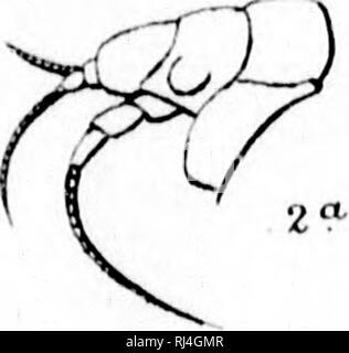 . Erzählung einer Reise in das Polarmeer während 1875-6 in S.M. Schiffe 'Alert' und 'Discovery' [microform]. Alert (Schiff); Entdeckung (Schiff); Alerte (Navire); Entdeckung (Navire); Naturgeschichte; Baron. . Bitte beachten Sie, dass diese Bilder sind von der gescannten Seite Bilder, die digital für die Lesbarkeit verbessert haben mögen - Färbung und Aussehen dieser Abbildungen können nicht perfekt dem Original ähneln. extrahiert. Nares, George S. (George stark), 1831-1915; Feilden, H.W. (Henry Wemyss). London: S. Low, Marston, Searle & Amp; Rivington Stockfoto