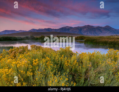 Dawn, Feuchtgebiete, Mono Basin National Forest Scenic Area, östlichen Sierra, Inyo National Forest, Kalifornien Stockfoto