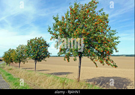 Ebereschen, auch Vogelbeerbaum, Fr?chte, Beeren, Fäulnis, nat?rliche Winternahrung f?r V?gel, Ackerfl?che, Stockfoto