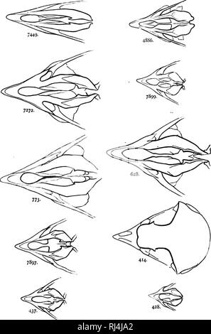 . Eine Geschichte der nordamerikanische Vögel [microform]: Land der Vögel. Vögel, Ornithologie; Oiseaux; Ornithologie. STRIGID. E - die Eulen. 101. 7449. Strix pratincoln. 773 - Bubo vir^ jinianus. 4886. Otiis wilsomanus. 628. Nyctca iiivca. 7272. Scotiaptex cim. Tcuni. 7897 - Suriiia iilula. 7899. Nyctnic ricliardsoni. 42a. Glaucitliuin fcrni&gt;;;;;;;; incmn. 414 - scops Asio. (Alt natürliche Größe.) 437 - Sphcotyto hypugxa.. Bitte beachten Sie, dass diese Bilder aus gescannten Seite Bilder, die digital für die Lesbarkeit verbessert haben mögen - Färbung und Aussehen dieser Abbildungen können nicht perfekt t ähneln extrahiert werden Stockfoto