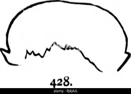 . Eine Geschichte der nordamerikanische Vögel [microform]: Land der Vögel. Vögel, Ornithologie; Oiseaux; Ornithologie. 7449 - Sirix pratincola. Natürliche si". 4886. Otus wilsonianus. Natürliche Größe. 7272. Scotiaptex cincrciiin. Zwei Drittel. 7899. Nyctalc ricllardsniii. Natürliche verklagen. 414 - scops Asio. Natürliche verklagen. 773 - Bubo virglnianus. Zwei Drittel. &Amp;&gt; 8. Nyctea nivc.^ zwei Drittel. 7897, Surnia Ulula. Natürliche si". 438. Glaucldium ferrugineuiu. Natürliche siie. 437 - Spheotyto hypgia. Natürliche Vererber.. Bitte beachten Sie, dass diese Bilder aus gescannten Seite Bilder, die digital für readabil gesteigert wurden extrahiert werden Stockfoto