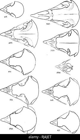 . Eine Geschichte der nordamerikanische Vögel [microform]: Land der Vögel. Vögel, Ornithologie; Oiseaux; Ornithologie. STRIGID. E - die Eulen. !) 9. 7449. Strix pr. itincola. Naturiil si^iv 4886. Otus wilso nianiis. Natürliche Größe. 7272. Scntiaptcx ciiieremii. Zwei Drittel. • JSqi). Nyttalc riclianlsoni. Natürliche sixc. 414. Scnpii osEo. Natürliche Größe. 77 ^. 628 7897. 4 = 3. 437 Diibo virijinianus. Twn tliirtls. Nyctea iiivca. Zwei tliiids. Ich iiliila Siiriii.. Natürliche Größe. G lam: id Krank 111 fcrriit^ incum. Natürliche Größe. Spheotytn liyi) j;.-i' ein. Natürliche Größe.. Bitte beachten Sie, dass diese Bilder aus gescannten Seite imag extrahiert werden Stockfoto