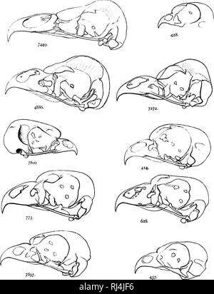 . Eine Geschichte der nordamerikanische Vögel [microform]: Land der Vögel. Vögel, Ornithologie; Oiseaux; Ornithologie. 98 NORDAMERIKANISCHEN JilKDS.. Â/449-Strix pratincol. Ich. N'nturnl Größe. * 886 ntiis wilsoni. inus. Natürliche Größe. 7 s; 2, Scnti. iptcx cintreiim. Zwei Drittel. 78 &Lt;n. N'yctale ritliar&lt; lsoiii. Natürliche Größe. ^&lt;^â Scops asio. Natürliche iize. 773. nubwirjjinianus. Twn tliirds. 638. Nycica nivca. Zwei lliinls. 7897. Suriiia Ulula. Natürliche Größe. 4 s 8. Glauciiliuni ferniiiiiioum. Natürliche Größe. 437 - Spheotyto liyput; a&lt;,. Natürliche Größe.. Bitte beachten Sie, dass diese Bilder aus gescannten Seite ima extrahiert werden Stockfoto