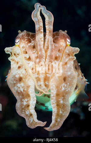 Breitkeulen-Sepie, Sepia latimanus, Bali, Indonesien Stockfoto