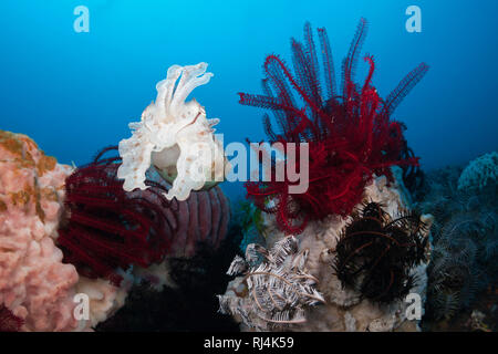 Breitkeulen-Sepie, Sepia latimanus, Bali, Indonesien Stockfoto