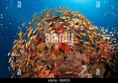 Glasfische im Korallenriff, Parapriacanthus ransonneti, Komodo Nationalpark, Indonesien Stockfoto