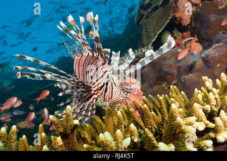 Rotfeuerfisch Pterois volitans am Riff,, Komodo Nationalpark, Indonesien Stockfoto