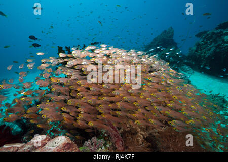 Glasfische im Korallenriff, Parapriacanthus ransonneti, Komodo Nationalpark, Indonesien Stockfoto