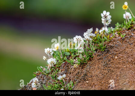 Berg Avens, Dryas octopetala, Island nationale Blume im südlichen Island Stockfoto