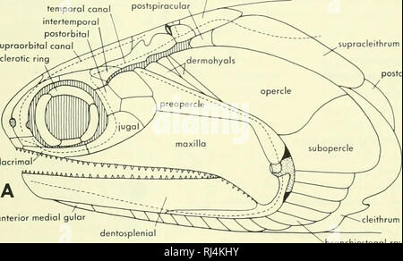 . Stellung der Morphologie. Morphologie (Tiere); Chordata. interhyal Abbildung 5-10. Entwicklung Der hyomondibulc der Lachs aus epihyal und laterohyal blasteme. Obwohl die paleoniscoids in Zahlen zu Beginn der Trias dechned hatte, mehreren Gattungen sind bekannt. Vergleichen Sie diese mit der früheren Gattungen in oberflächlichen Detail. Als Typ für die paleoniscoids, die Arten der Trias Gattung Pteronisculus verwendet wird (Abbildungen 5-11 und 5-12). In der Zusammenfassung, die paiaeoniscoid Typ hatte eine Ergänzung der dermalen Knochen ähnlich wie bereits beschrieben für die Teleost oder osteolepid Crosso Stockfoto