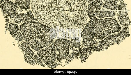 . Stellung Anatomie. Chordata; Anatomie, Vergleichende. i^Wenn.. W, l "BLUTGEFÄSS Abb. 289.- ein Teil der Bauchspeicheldrüse, zeigen eine Insel unter den Alveolen der Drüse. X200. Alle nervös Verbindungen war zuvor geschnitten. Daher werden Sie Con- schlossen, muss die Verbindung chemische werden, durch das Blut; und sie waren führte zu einer "chemischen Kurier" oder Hormon der epithelialen Zellen der Zwölffingerdarm produziert postulieren. Sie gaben diese Substanz den Namen Secretin. Ihre Ergebnisse wurden mehrfach bestätigt, und Endokrinologen gehören der Zwölffingerdarm in der Liste der endokrinen Organe Stockfoto