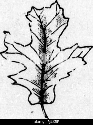 . Guide illustré du sylviculteur Canadien [microforme]. Fôrets - Kanada; Forêts et Forstwirtschaft - Droit Kanada; Wälder und Forstwirtschaft - Kanada; Forstwirtschaft Recht und Gesetz-- Kanada. . Bitte beachten Sie, dass diese Bilder sind von der gescannten Seite Bilder, die digital für die Lesbarkeit verbessert haben mögen - Färbung und Aussehen dieser Abbildungen können nicht perfekt dem Original ähneln. extrahiert. Chapais, J. C. (Jean Charles), 1850-1926. Montréal: E.Senécal Stockfoto