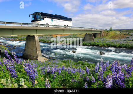 Tour-Bus auf der Brücke über den Fluss Tungufljot in der Nähe von Digermulen, Island, South West Island, Golden Circle Tour, Alaskan Lupin, lila Nootka, invasive Spezies Stockfoto