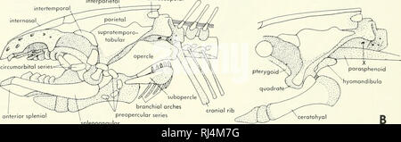 . Stellung der Morphologie. Morphologie (Tiere); Deutsch. Das Quadrat am Ohr Kapsel. Ein blastem der Lateralis Prozess erstreckt sich von der quadratische Region an die Spitze des orbitonasal Prozess aber später verschwindet. Der Ursprung der hyomandibula o{Neoceratodus wurde vollständig beschrieben. Es gibt mehrere Zentren der chondrification in der oberen Region Der hyoid Arch beteiligt. Der erste chondrify ist der Symplektischen. Dies wird durch die pharyn - gosuprahyal, die epihyal gefolgt, und die laterohyal, das ist eine neue Entwicklung in der Dermalen Gewebes. Die pharyngo- Zuerst suprahyal ist Cont Stockfoto