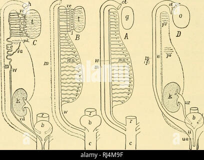 . Stellung Anatomie. Chordata; Anatomie, Vergleichende. 296 STELLUNG ANATOMIE auf die ursprüngliche Funktion der coelomoducts aus, die, ausgehend von einer Annelid Abstammung, sie stammen. (Abb. 266) Metanephros. Die dritte Niere oder metanephros wird nicht eine amniote Neuheit, da übergangsbedingungen zwischen Mesonephros und metanephros in einigen Amphibien auftreten, in der Form eines kombinierten Meso - nephros - metanephros, der opisthonephros. Die vorliegende Harnleiter hat auch als eine längliche Nierenkanälchen, die Sekundär funktionale Verbindungen erwirbt mit den zahlreichen Tubuli Der metanephros Stockfoto