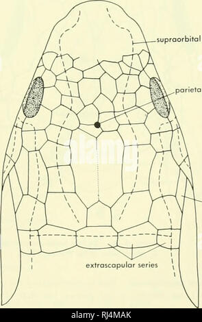 . Stellung der Morphologie. Morphologie (Tiere); Chordata. Diplocercides Kayseri aus dem Oberdevon. Die Arten dieser Gruppe teilen mehrere Besonderheiten und sind leicht zu identifizieren. E. in der CEPT für die scheinbare Reduktion der Ossifikation und Fragmentierung der einige Knochen, Latimena ist typisch für diese Gruppe, die unterscheidet sich in vielerlei Hinsicht von den anderen crossop - terygians. Diese Unterschiede, wie z. B. den rostralen Orgel - eine SAC-ähnliche Struktur, die drei Öffnungen auf beiden Seiten hat sich auf die Schnauze, die Verringerung der Knochen der thejaw Margen und Schädeldach und Wange Muster, schlagen vor, Spezialisierung. Die Stockfoto