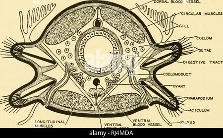 . Stellung Anatomie. Chordata; Anatomie, Vergleichende. 292 STELLUNG ANATOMIE protonephridia ähneln die verzweigten Tubuli der plattwürmer nicht nur in der Struktur, sondern auch in der Funktion. (Abb. 263) Metanephridia. Viele haben auch annehds metanephridia, die solenocytes nephridia sind menschenleer und die Öffnung nicht nur außen, sondern auch in die zölom. Die interne Aperture ist die nephrostome. In der oUgochaetes metanephridia sind viel komplizierter, und die NEPHRO-stome öffnet sich in der zölom des Segments anterior nach dem auf die externen Aperture enthält. Die metanephridia gepaart sind und in m auftreten Stockfoto