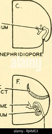 . Stellung Anatomie. Chordata; Anatomie, Vergleichende. COEUDMOSTOME COEUDMODUCT NEPHRIDIOPORE coelomostome degenerieren coelomoduct coelomoduct nephpostome ephridiopore nephridium:. NEPHRIDIOPORE 'Abb. 261.- Diagramme zur Veranschaulichung der unterschiedlichen Beziehungen der coelomoducts und nephridia in verschiedenen Anneliden. Nephridia, wie sie in der anneliden gesehen kommen auch in der Cephalo - chordates. Die homologized coelomoducts sind mit der renalen Tubuli der Wirbeltiere, obwohl Letztere sind meist Ausscheidungs- und nicht - wie in der anneliden-reproduktiven in Funktion. (Gezeichnet nach Goodrich.) Zellen in Verbindung mit ihrer Ausscheidungs s Stockfoto