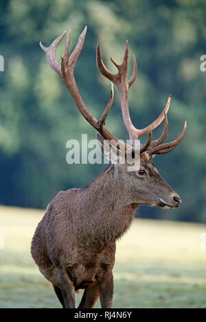 Rotwild, Cervus elaphus, Brunft, Hirsch, Captive, Deutschland Stockfoto