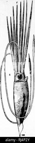 . Auf der Kopffüßer der nordöstlichen Küste von Amerika [microform] Bericht. Cephalopoda, Tintenfische, Kraken; Céphalopodes; Calmars; Poulpe. . Bitte beachten Sie, dass diese Bilder sind von der gescannten Seite Bilder, die digital für die Lesbarkeit verbessert haben mögen - Färbung und Aussehen dieser Abbildungen können nicht perfekt dem Original ähneln. extrahiert. Verrill, A.E. (Addison Emery), 1839-1926. Washington: G. S. O. Stockfoto