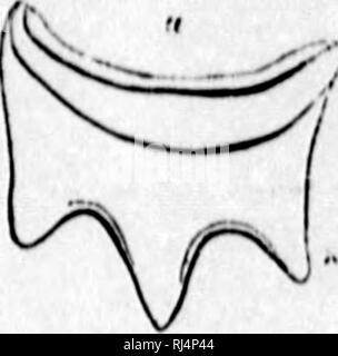 . Auf der Kopffüßer der nordöstlichen Küste von Amerika [microform] Bericht. Cephalopoda, Tintenfische, Kraken; Céphalopodes; Calmars; Poulpe. Nr. ion.. Bitte beachten Sie, dass diese Bilder sind von der gescannten Seite Bilder, die digital für die Lesbarkeit verbessert haben mögen - Färbung und Aussehen dieser Abbildungen können nicht perfekt dem Original ähneln. extrahiert. Verrill, A.E. (Addison Emery), 1839-1926. Washington: G. S. O. Stockfoto