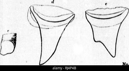 . Auf der Kopffüßer der nordöstlichen Küste von Amerika [microform] Bericht. Cephalopoda, Tintenfische, Kraken; Céphalopodes; Calmars; Poulpe. MihlUU.. Bitte beachten Sie, dass diese Bilder sind von der gescannten Seite Bilder, die digital für die Lesbarkeit verbessert haben mögen - Färbung und Aussehen dieser Abbildungen können nicht perfekt dem Original ähneln. extrahiert. Verrill, A.E. (Addison Emery), 1839-1926. Washington: G. S. O. Stockfoto