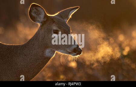 Rehe auf der Wiese Stockfoto