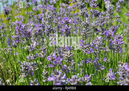 Botanik, Kr utergarten, Lavendel,? Stockfoto