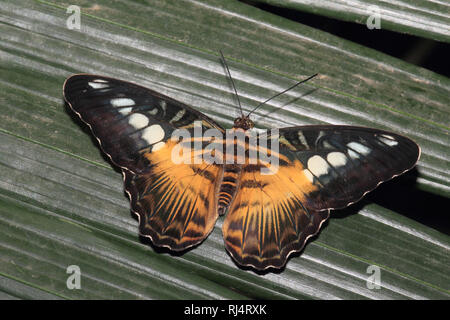 Schmetterling, Segler, Parthenos Sylvia Stockfoto