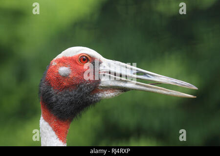 Sarus-Kranich, Grus Antigone Stockfoto