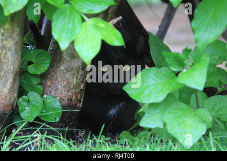 Schwarze Hauskatze im Garten, Felis silvestris catus Stockfoto