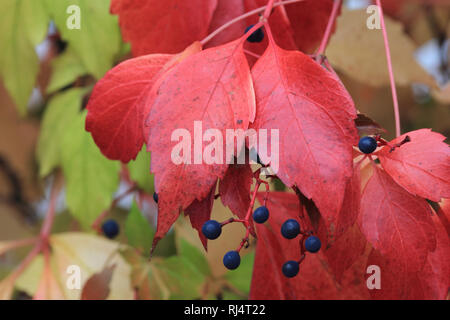 Wilder Wein Im Herbst Stockfoto