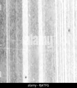 . Des Pferdes Freund [microform]: Die einzige praktikable Methode der Erziehung der Pferde und die Beseitigung der lasterhaften Gewohnheiten, durch eine Vielzahl von wertvollen Rezepte gefolgt, Anweisungen in farriery, Pferd - Shoking, die neuesten Regeln der Trab, und die Aufzeichnung von schnellen Pferden bis zu 1876. Pratt, O.S., b. 1835; Pratt, O.S., nÃ©1835; Pferd; Pferde; Chevaux; Chevaux. 234 AUFKLÄRUNG DER HAUS. aus folgendem Grund: Das Pferd ist von Zeit zu Zeit schuldig. ing Auf seinem Halfter und bricht es, sehr zum Missfallen des Eigentümers, sondern wahrscheinlich viel zu der Befriedigung des Pferdes, die vielleicht Stockfoto