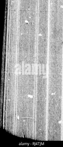 . Des Pferdes Freund [microform]: Die einzige praktikable Methode der Erziehung der Pferde und die Beseitigung der lasterhaften Gewohnheiten, durch eine Vielzahl von wertvollen Rezepte gefolgt, Anweisungen in farriery, Pferd - Shoking, die neuesten Regeln der Trab, und die Aufzeichnung von schnellen Pferden bis zu 1876. Pratt, O.S., b. 1835; Pratt, O.S., né 1835; Pferd; Pferde; Chevaux; Chevaux. 194 Erziehung des Pferdes.. Bitte beachten Sie, dass diese Bilder aus gescannten Seite Bilder, die digital für die Lesbarkeit verbessert haben mögen - Färbung und Aussehen dieser Abbildungen können nicht perfekt die Origina ähneln extrahiert werden Stockfoto