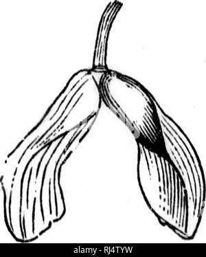 . "Traité élémentaire de Botanique [microforme]: à l'usage des Maisons d'] et des Amateurs qui voudraient se livrer à l'étude de cette Science sans le Secours d'un Maître. Botanique; Plantes; Botanik; Pflanzen. m. Bitte beachten Sie, dass diese Bilder sind von der gescannten Seite Bilder, die digital für die Lesbarkeit verbessert haben mögen - Färbung und Aussehen dieser Abbildungen können nicht perfekt dem Original ähneln. extrahiert. Provancher, L., 1820-1892; Université Laval. Québec: J.-A. Langlais Stockfoto