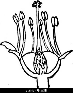 . "Traité élémentaire de Botanique [microforme]: à l'usage des Maisons d'] et des Amateurs qui voudraient se livrer à l'étude de cette Science sans le Secours d'un Maître. Botanique; Plantes; Botanik; Pflanzen. 61 i r. r,. Bitte beachten Sie, dass diese Bilder sind von der gescannten Seite Bilder, die digital für die Lesbarkeit verbessert haben mögen - Färbung und Aussehen dieser Abbildungen können nicht perfekt dem Original ähneln. extrahiert. Provancher, L., 1820-1892; Université Laval. Québec: J.-A. Langlais Stockfoto