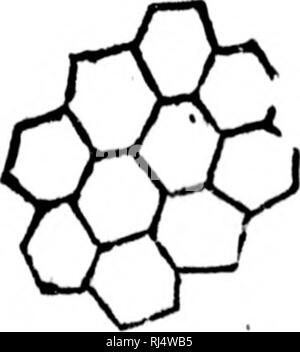 . "Traité élémentaire de Botanique [microforme]: à l'usage des Maisons d'] et des Amateurs qui voudraient se livrer à l'étude de cette Science sans le Secours d'un Maître. Botanique; Plantes; Botanik; Pflanzen. . Bitte beachten Sie, dass diese Bilder sind von der gescannten Seite Bilder, die digital für die Lesbarkeit verbessert haben mögen - Färbung und Aussehen dieser Abbildungen können nicht perfekt dem Original ähneln. extrahiert. Provancher, L., 1820-1892; Université Laval. Québec: J.-A. Langlais Stockfoto