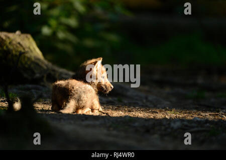 Eurasischer Wolf, Canis lupus lupus, Jungtier, seitlich, liegen Stockfoto